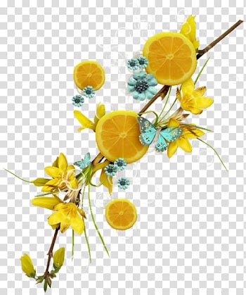 Lemon Fruit Auglis Flower, limon transparent background PNG clipart