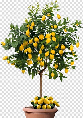 Lemon Fruit Citrus × sinensis Mandarin orange Seed, lemon transparent background PNG clipart