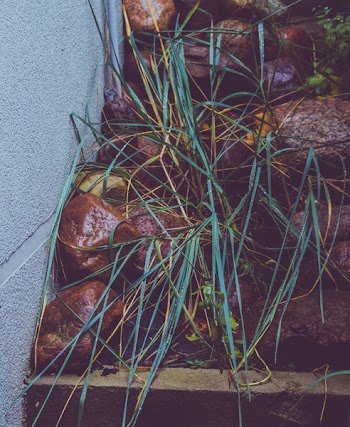 Lemon Grass