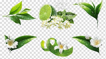 Lemon , Hand-painted flowers and lemon transparent background PNG clipart