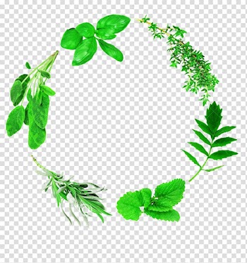 Lemon Leaf Computer file, Lemon leaves and other leaves material transparent background PNG clipart