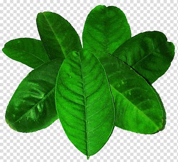 Lemon Leaf Green, Blue lemon leaves material transparent background PNG clipart