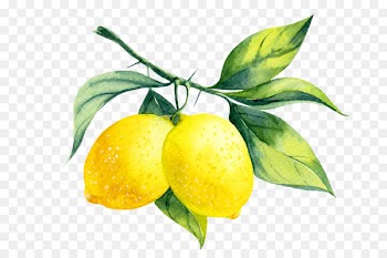 Lemon liqueur Watercolor painting - watercolor branch 