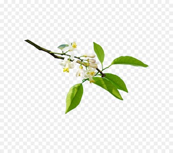 Lemon Orange flower water Orange blossom - Lemon flower branches 