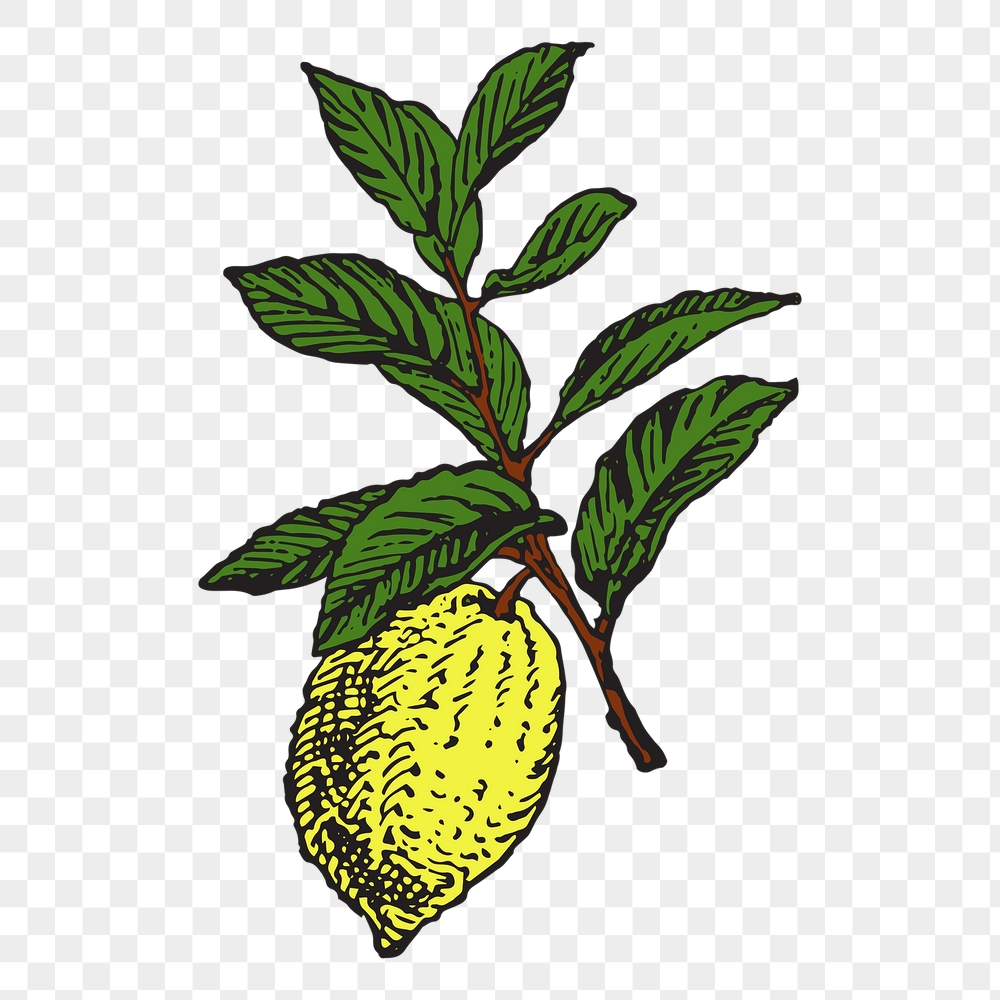 Lemon png sticker, vintage fruit | Free PNG - rawpixel