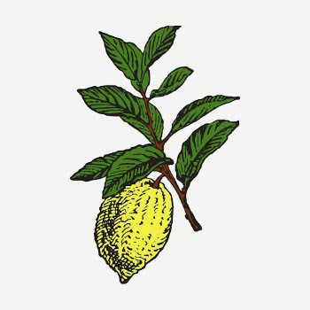 Lemon sticker, vintage fruit illustration | Free PSD - rawpixel