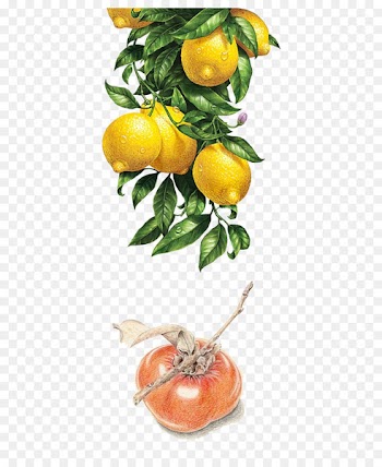 Lemon Watercolor painting Illustration - Lemon persimmon 