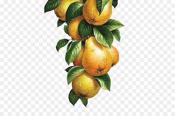 Lemonade Fruit Vegetable Watercolor painting Illustration - Yellow pears 