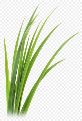 Lemongrass Vetiver Leaf Clip art - grass 