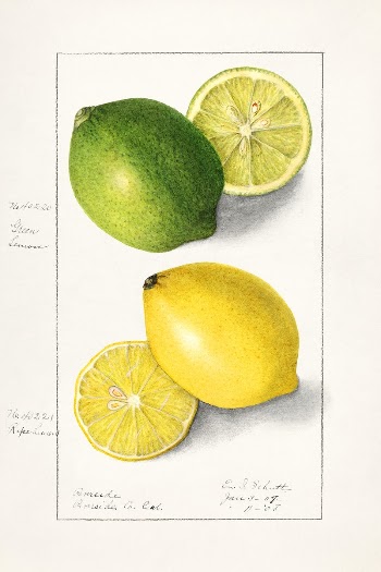 Lemons (Citrus Limon) (1908) by Ellen | Free Photo Illustration - rawpixel