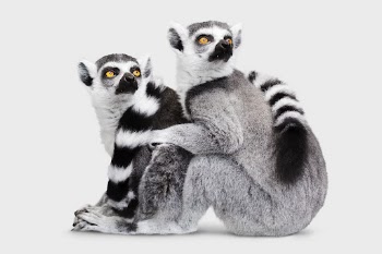 Lemur background, cute animal design | Free Photo - rawpixel