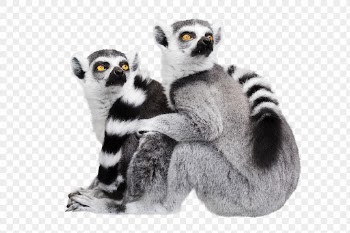 Lemur png, animal, transparent background | Free PNG - rawpixel
