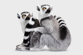 Lemur sticker, animal design psd | Free PSD - rawpixel