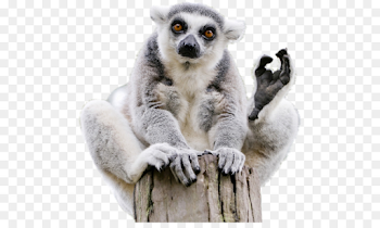 Lemuridae Ring-tailed lemur Lemurs Madagascar Monkey - monkey png ...