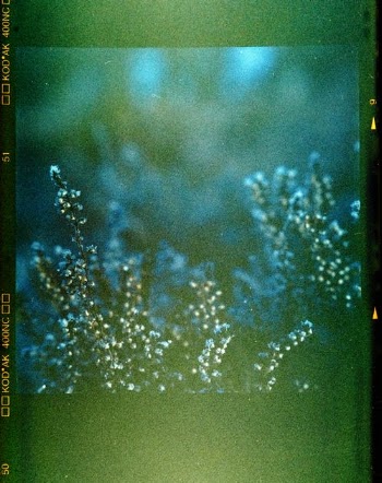 Lens Flare on Close-Up of Plant on Film · Free Stock Photo