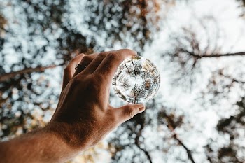 Lensball And Trees