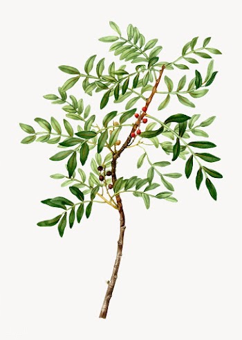 Lentisk plant | Free stock vector - 568468