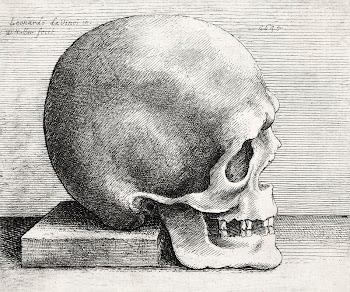 Leonardo da Vinci's Skull in profile | Free Photo Illustration - rawpixel
