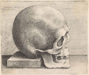 Leonardo da Vinci's Skull in profile | Free Photo Illustration - rawpixel