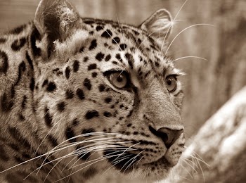 Leopard