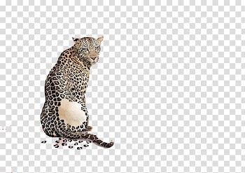 Leopard Advertising Animal print, A crouching leopard transparent background PNG clipart