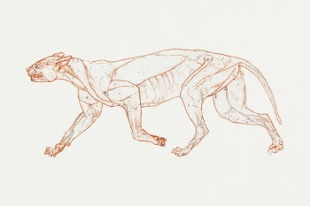 Leopard Body, Lateral View (1795&ndash;1806)… | Free public domain illustration