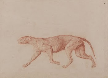 Leopard Body, Lateral View (First | Free Photo - rawpixel
