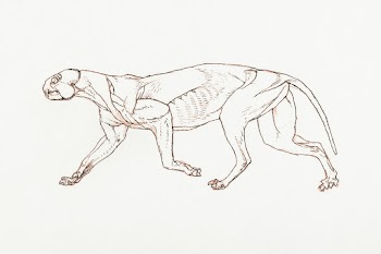 Leopard Body, Lateral View (Later stage in… | Free public domain illustration