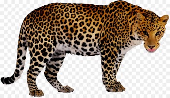 Leopard Book Jaguar My First 123 Cheetah -  