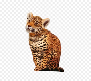 Leopard Cheetah Jaguar Animal Cat - leopard 