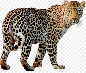 Leopard Cheetah Jaguar Portable Network Graphics Felidae -  