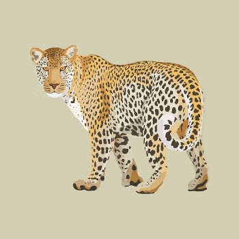 Leopard illustration clipart, safari wild | Free Vector Illustration - rawpixel