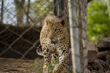 Leopard Inside Cage