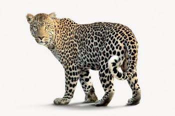 Leopard isolated on white, real | Free PSD - rawpixel