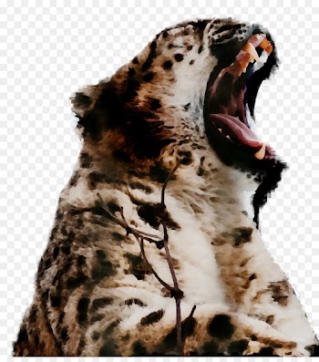 Leopard, Jaguar, Cheetah, Terrestrial Animal, Wildlife PNG