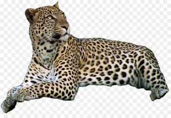 Leopard Jaguar Cheetah Whiskers Snout - leopard 