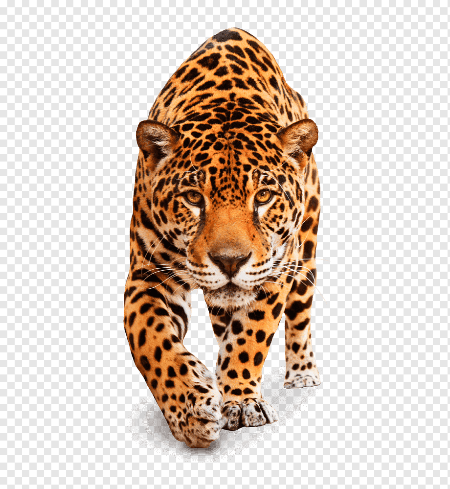 Leopard Jaguar Tiger Cheetah Cat, leopard, white, mammal, animals png