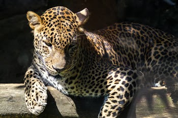 Leopard Laying on Brown Wood Log