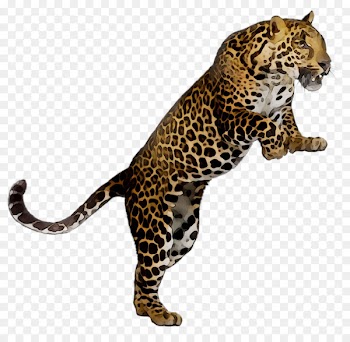 Leopard Lesson plan Worksheet Teacher -  