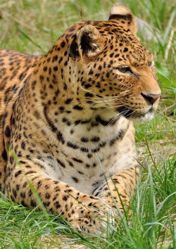 Leopard Lying In The Grass