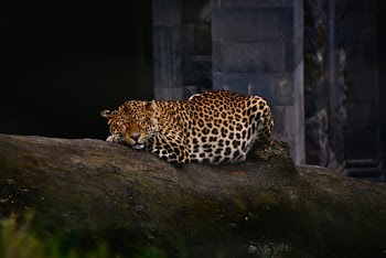 Leopard Lying on a Log