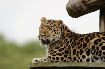 Leopard Lying on Brown Wooden Surface