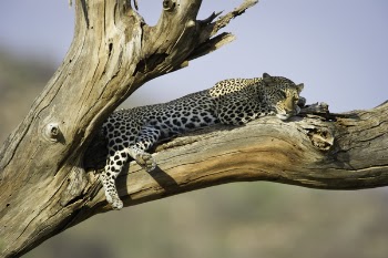 Leopard Lying On Brown Wooden Tree