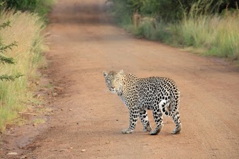 leopard on dirt road
