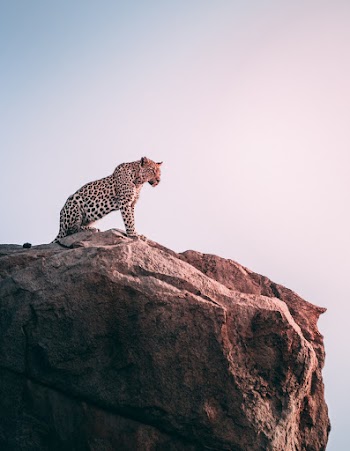 Leopard On Mountain