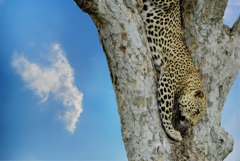 Leopard on Tree