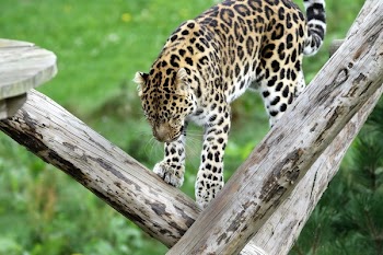 Leopard on Tree Branch