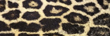 Leopard pattern background, twitter header | Free Photo - rawpixel