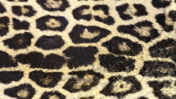 Leopard pattern desktop wallpaper, high | Free Photo - rawpixel