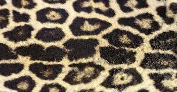 Leopard pattern, real skin background | Free Photo - rawpixel